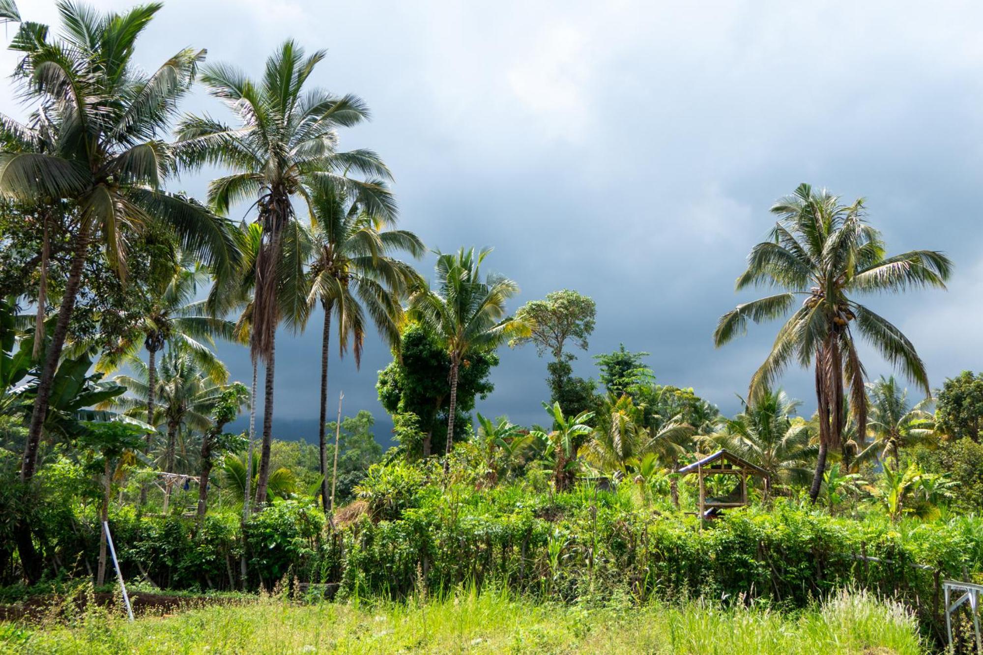 Rinjani Eco Villa Senaru Bayan Zewnętrze zdjęcie