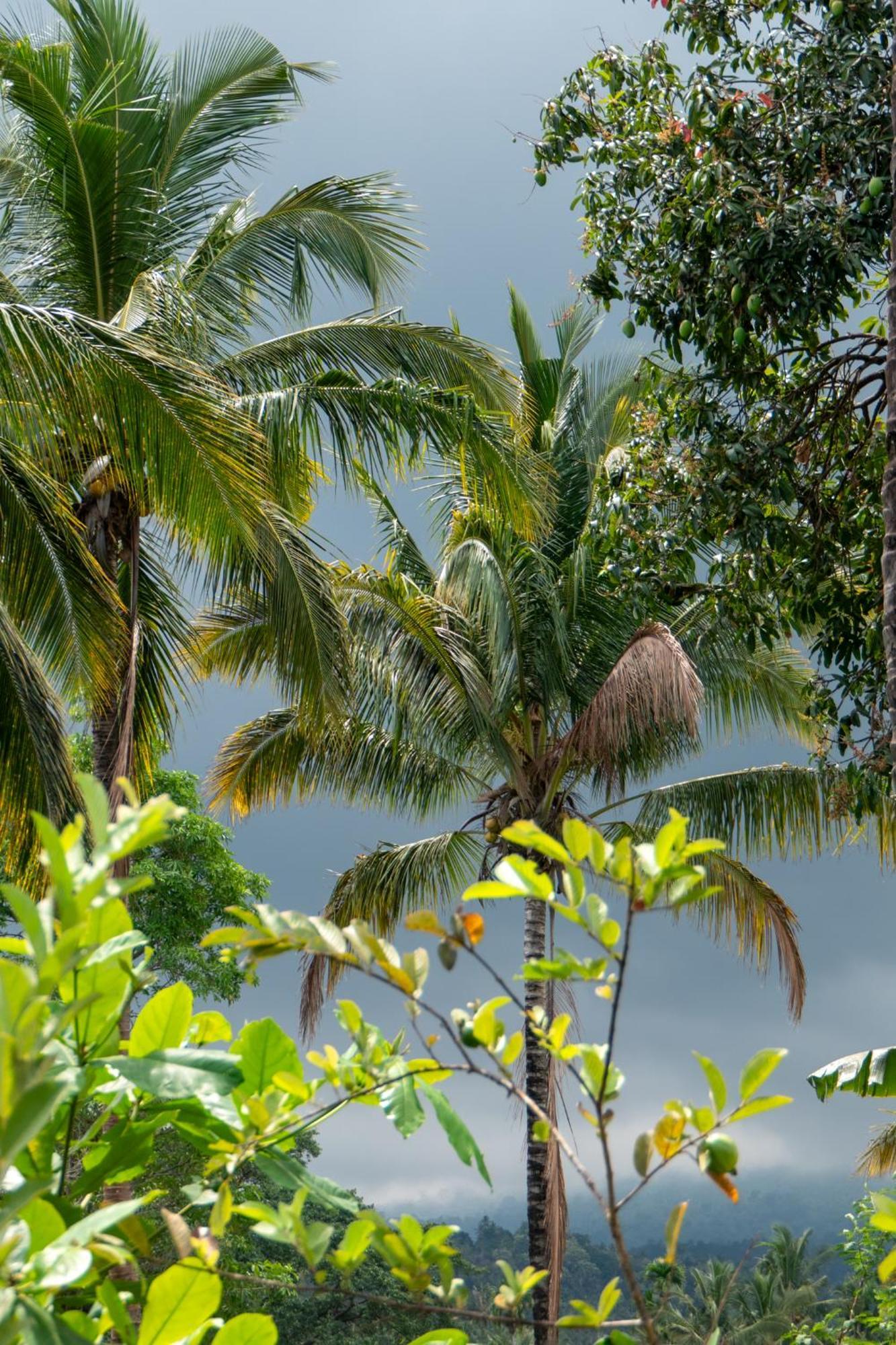 Rinjani Eco Villa Senaru Bayan Zewnętrze zdjęcie